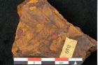 Foto (Detailansicht) von Alnus maccoyi Ettingshausen (NHMW-GEO-2024-0188-10361)